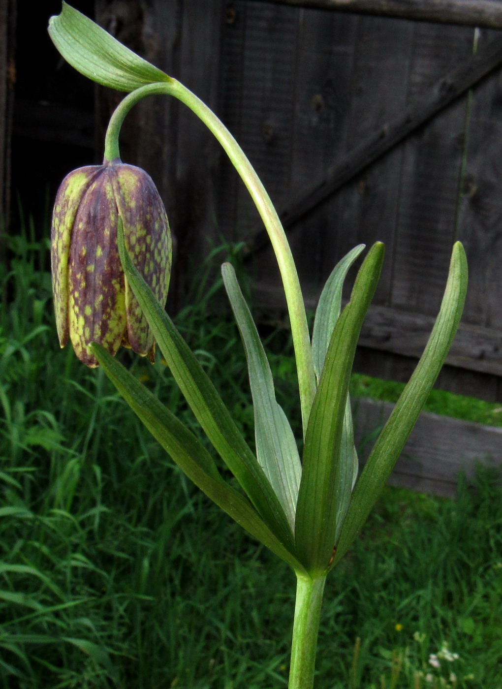 Image of Fritillaria sajanensis specimen.