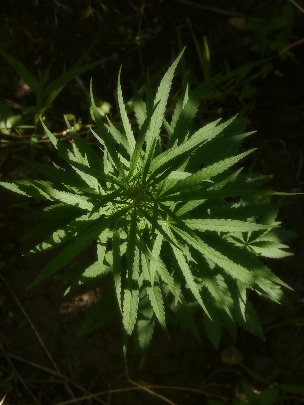 Image of Cannabis sativa var. spontanea specimen.