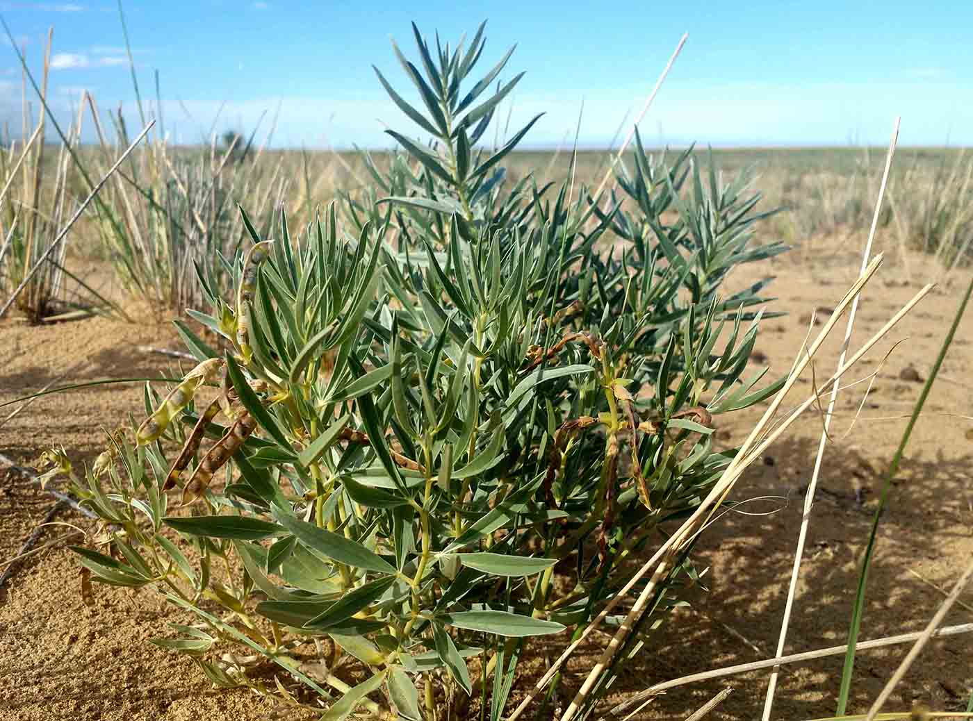 Image of Thermopsis mongolica specimen.