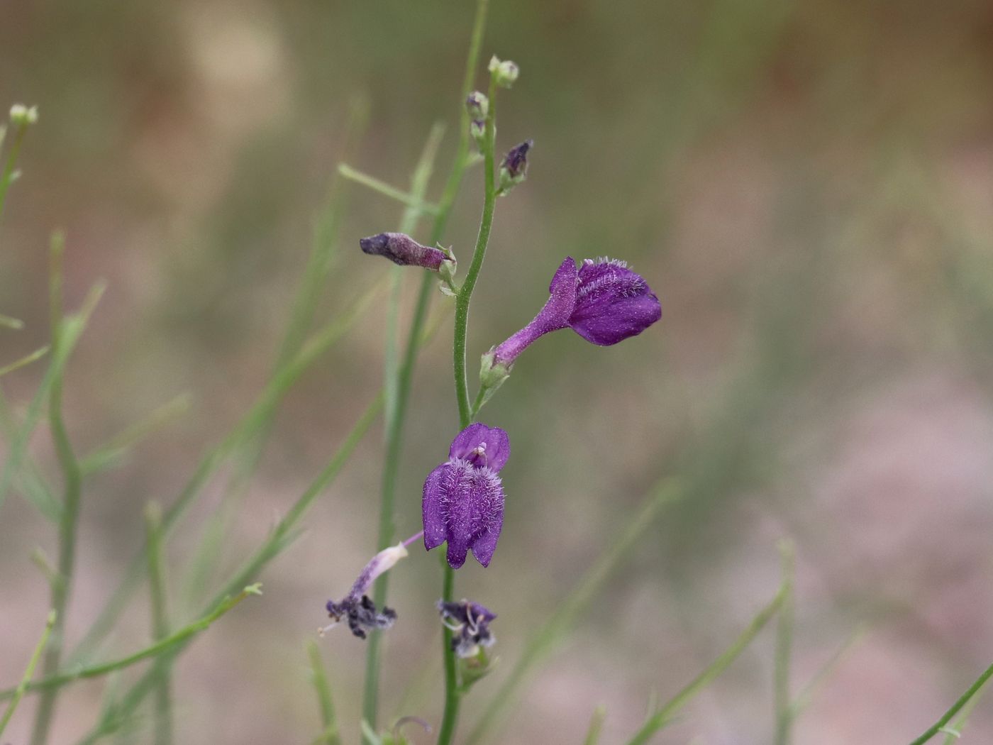 Image of Dodartia orientalis specimen.