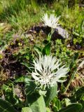 Centaurea cheiranthifolia