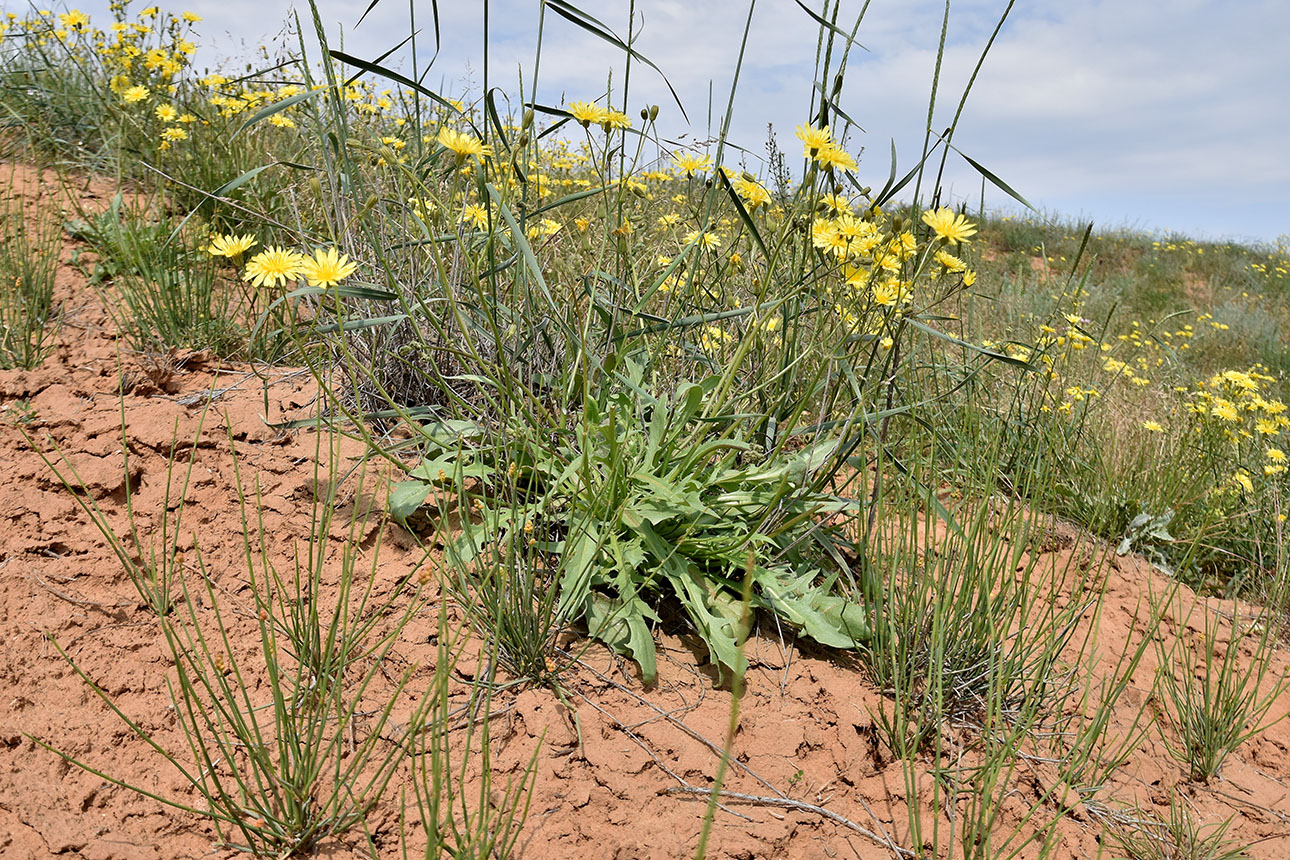 Image of Lagoseris obovata specimen.