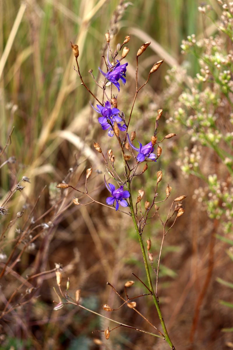 Image of Delphinium consolida specimen.