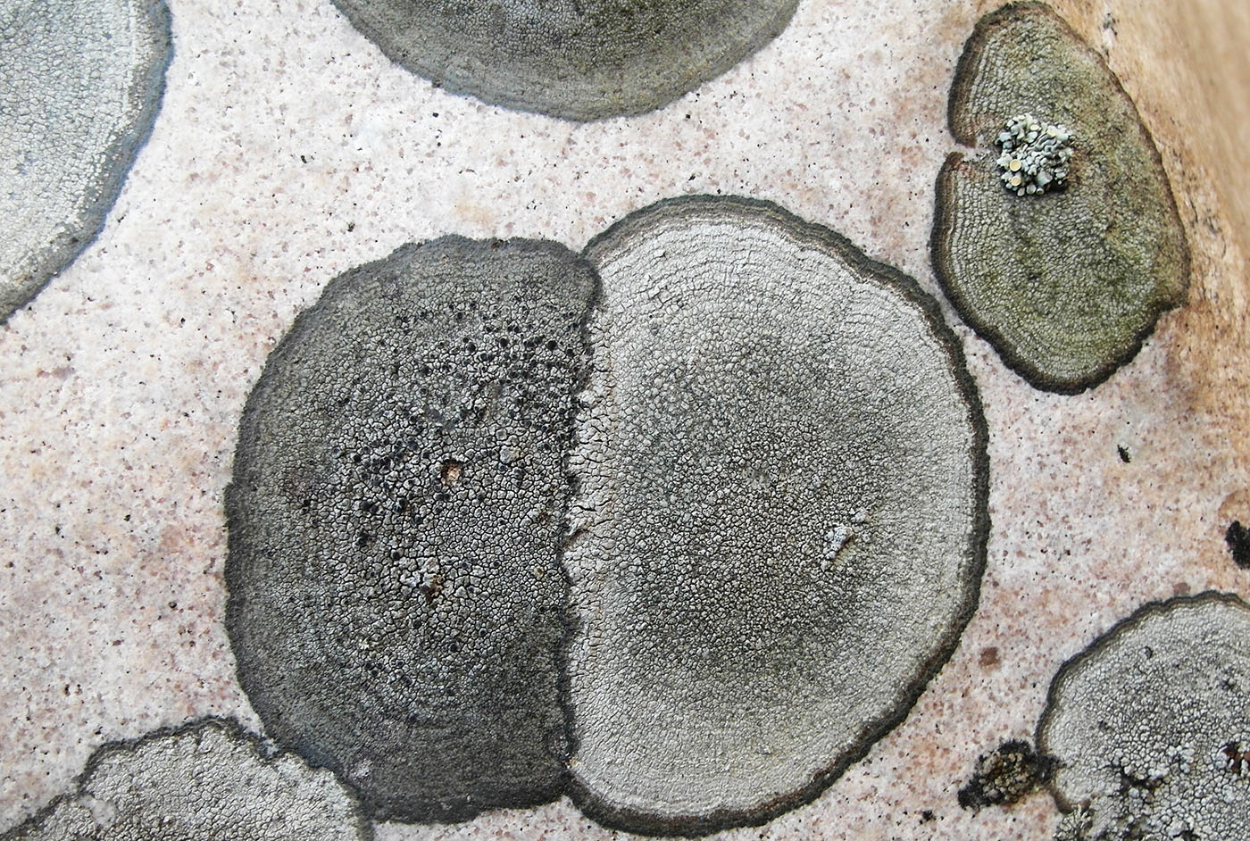Image of genus Aspicilia specimen.