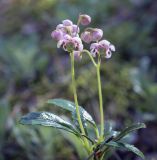 Chimaphila umbellata. Верхушка цветущего растения. Пермский край, Оханский р-н, Тулумбаихинское сельское поселение, Кунчурихинский бор, хвойный лес. 17.07.2022.