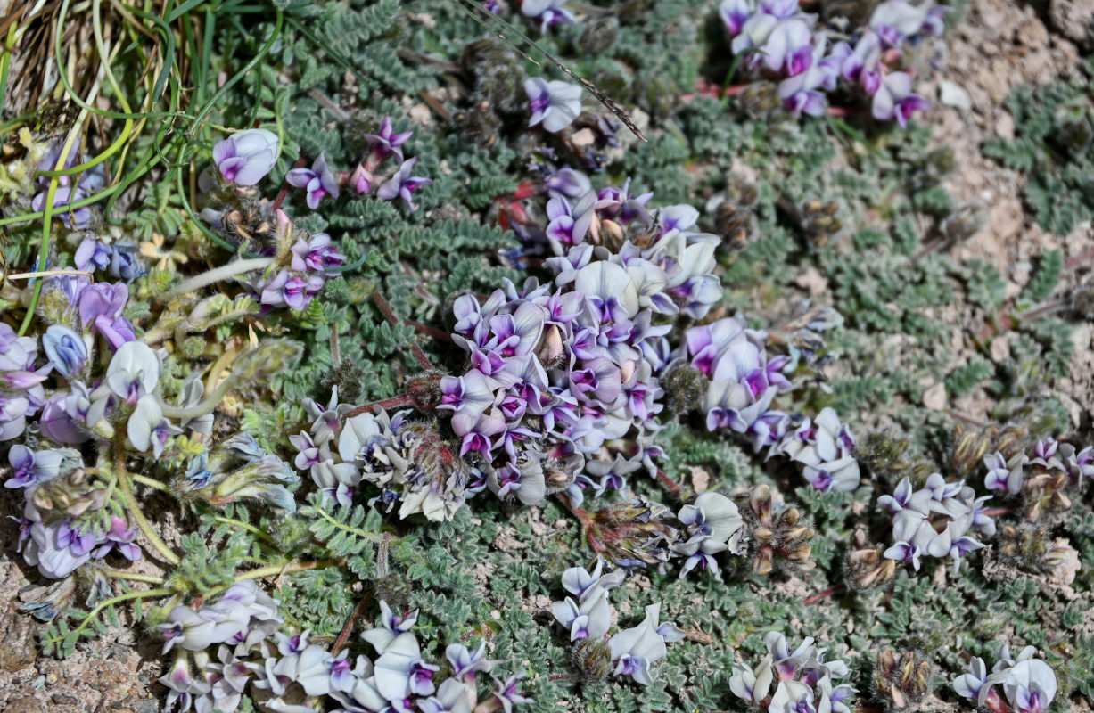 Image of Oxytropis alajica specimen.