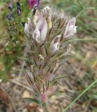 Oxytropis tompudae. Соцветие. Бурятия, окр. Гусиноозерска. 12.07.2009.