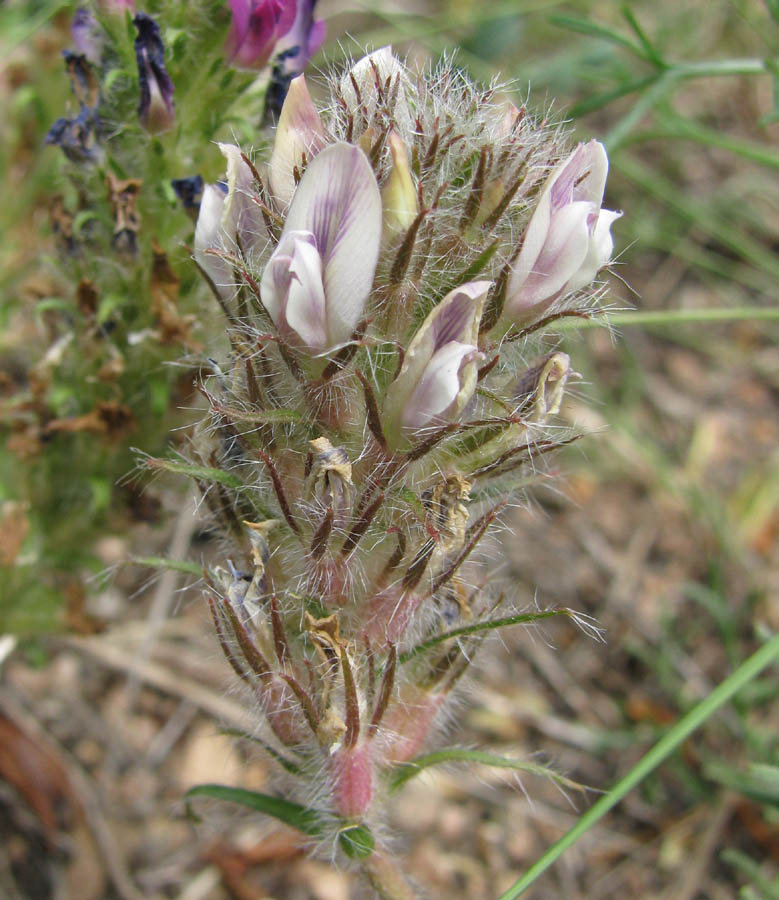 Изображение особи Oxytropis tompudae.