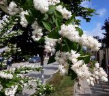 Deutzia scabra разновидность candidissima. Ветвь с цветками. Краснодарский край, м/о Анапа, пос. Витязево, центр, в озеленении. 04.06.2021.