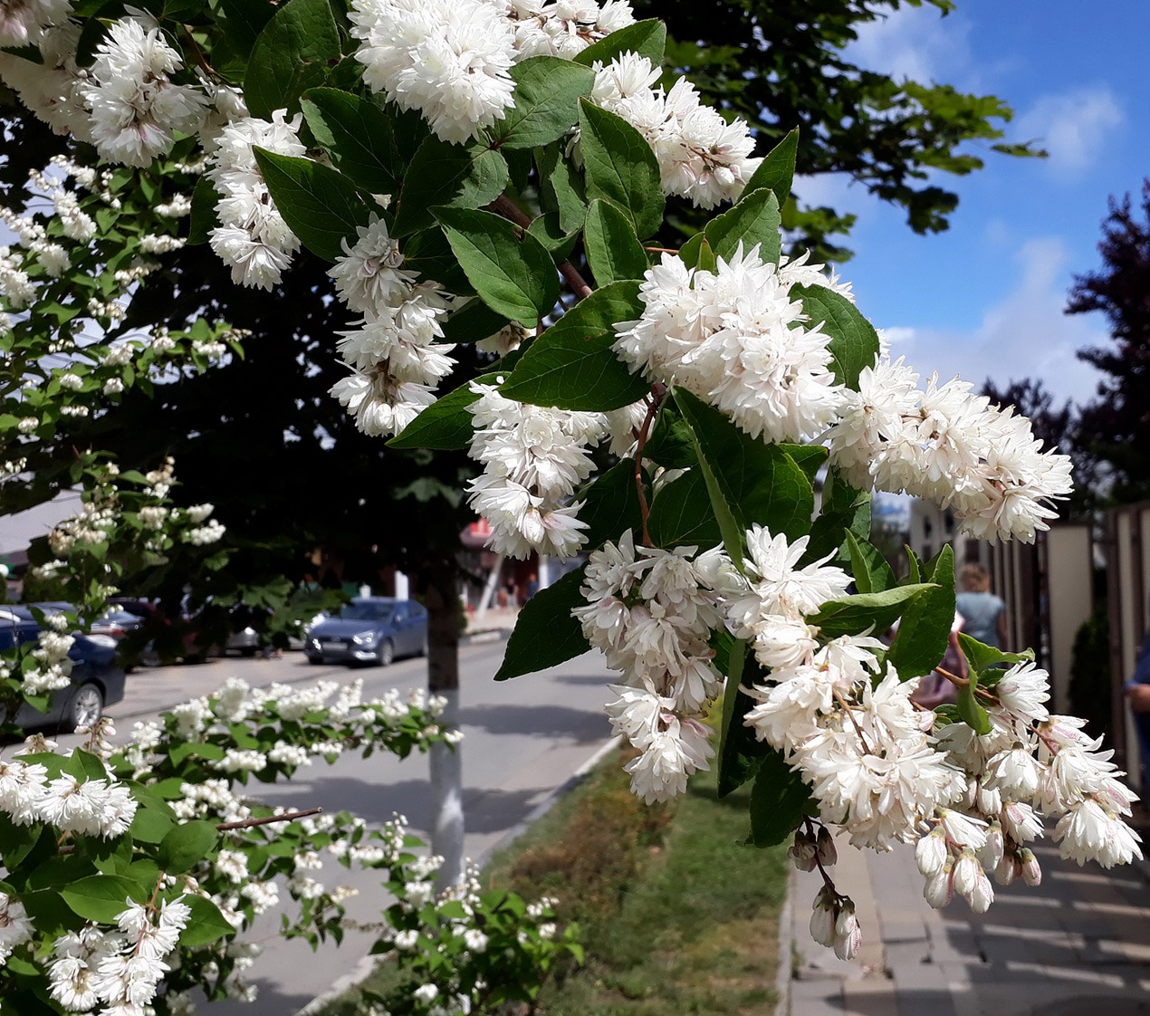 Изображение особи Deutzia scabra var. candidissima.