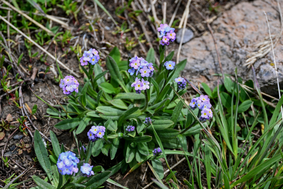 Изображение особи Myosotis alpestris.