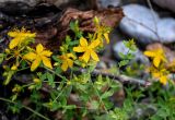 Hypericum perforatum