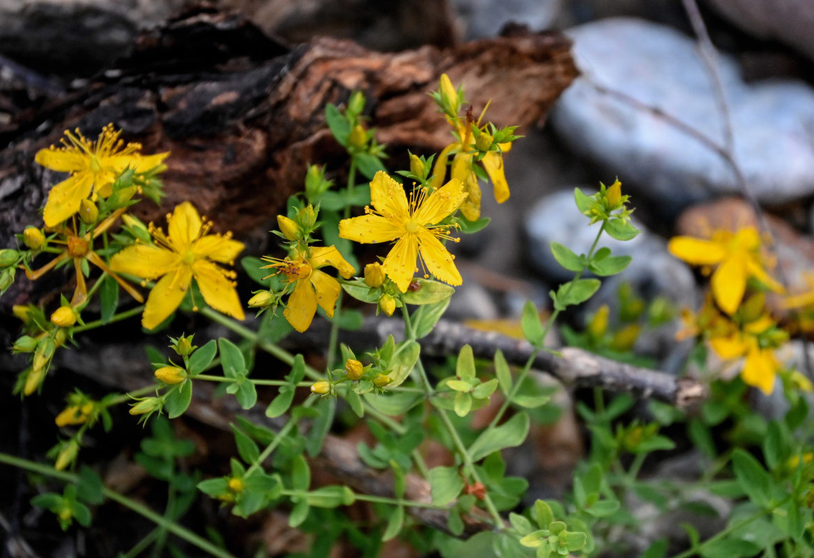 Image of Hypericum perforatum specimen.