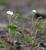 Fragaria orientalis