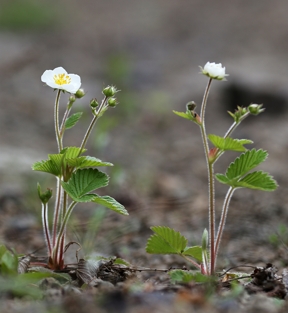 Image of Fragaria orientalis specimen.