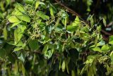 Dalbergia sissoo. Верхушка ветви с соцветиями и незрелыми плодами. Египет, мухафаза Асуан, г. Ком-Омбо, в культуре. 05.05.2023.