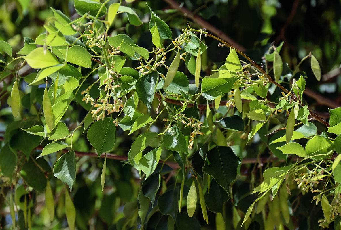 Image of Dalbergia sissoo specimen.