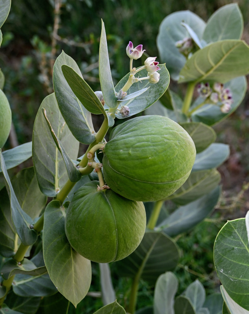 Image of Calotropis procera specimen.