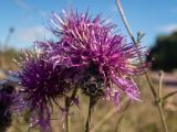 Centaurea apiculata