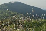 род Sorbus. Вегетирующее растение в сообществе Juniperus. Краснодарский край, Туапсинский р-н, Главный Кавказский хр., окр. горы Семиглавая, высота 1400 м н.у.м., субальпийский луг. 28.05.2023.