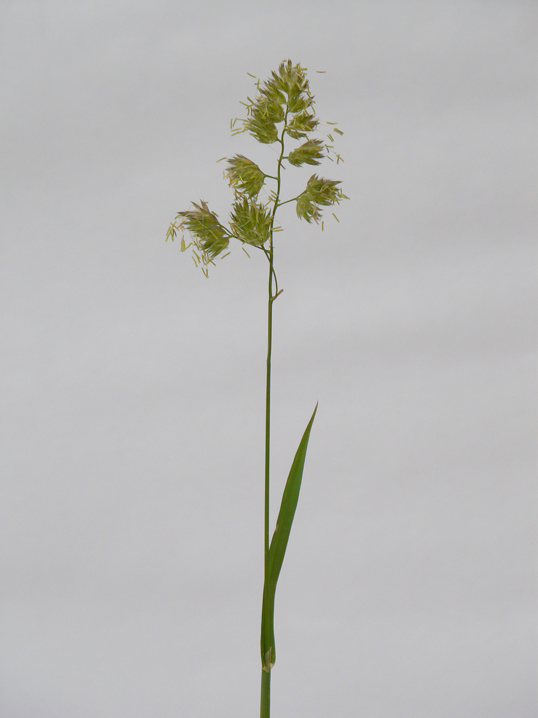 Image of Dactylis glomerata specimen.