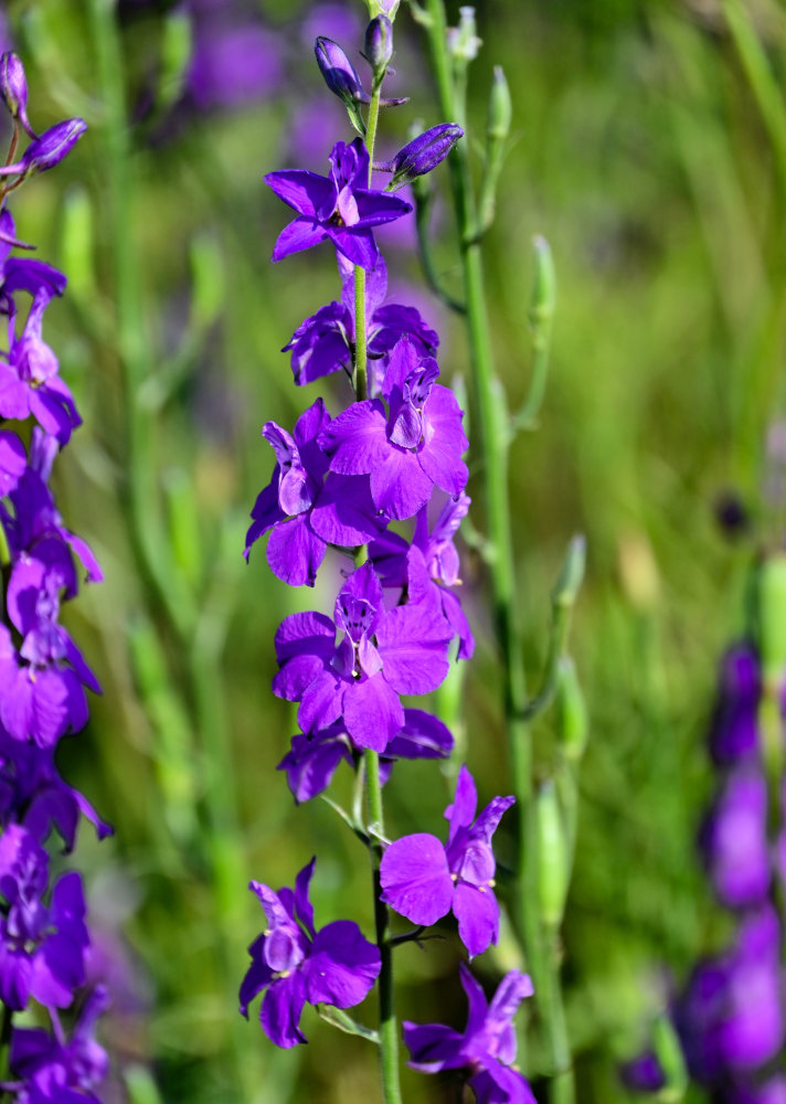 Изображение особи Delphinium hispanicum.