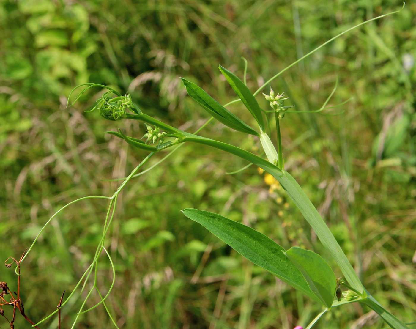 Image of Lathyrus sylvestris specimen.