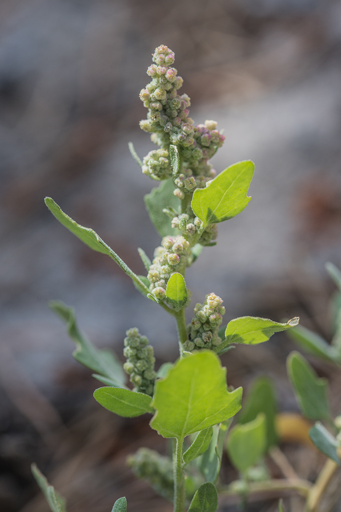 Изображение особи Chenopodium album.