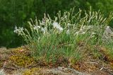 Dianthus acicularis. Цветущие и плодоносящие растения. Свердловская обл., Краснотурьинский ГО, долина р. Каква, вершина Камня Ступеньки, замшелый скальник. 10 июня 2023 г.
