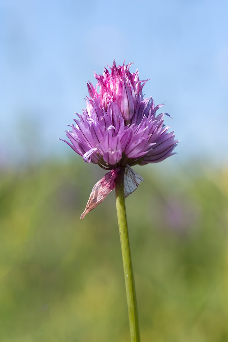 Image of Allium schoenoprasum specimen.