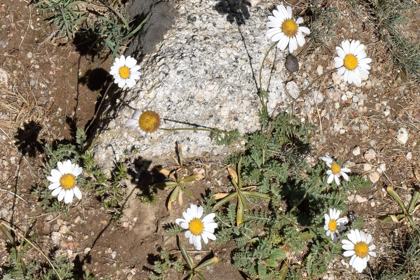 Image of Richteria pyrethroides specimen.