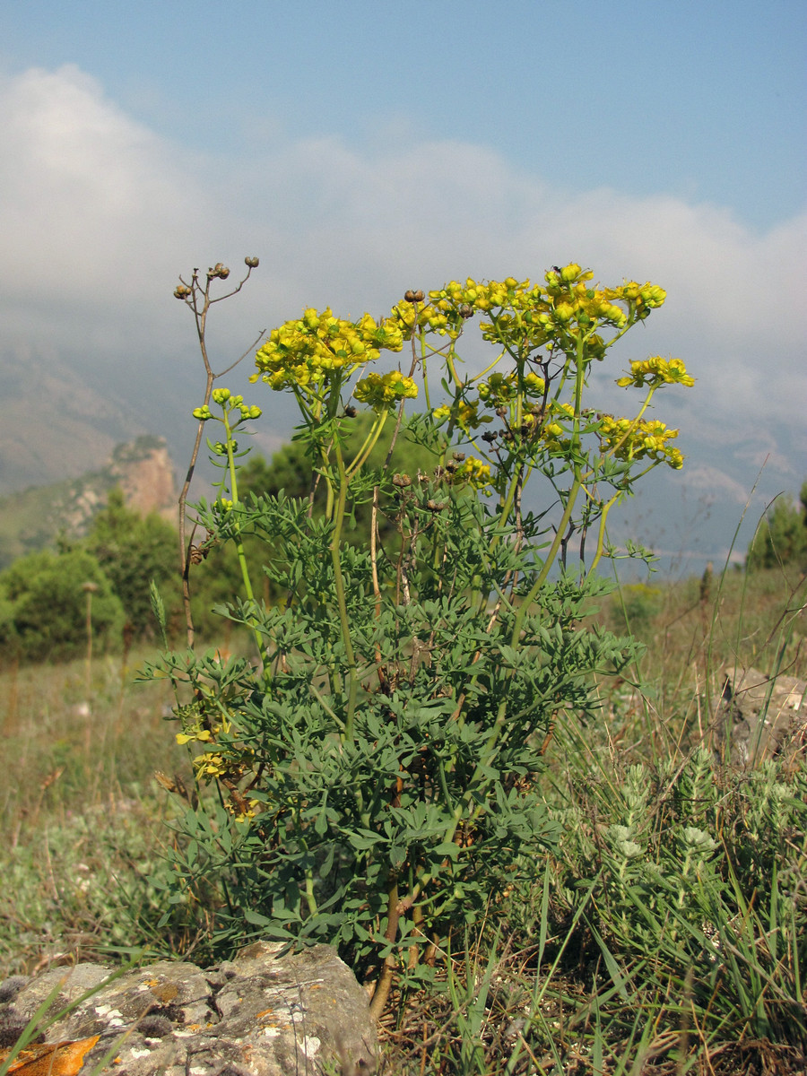 Image of Ruta divaricata specimen.