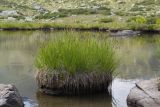 genus Carex. Куртина отцветших растений. Карачаево-Черкесия, Урупский р-н, хр. Загедан, долина Ацгарских озёр, ≈ 2600 м н.у.м., в воде у берега большего из средних озёр. 09.08.2023.