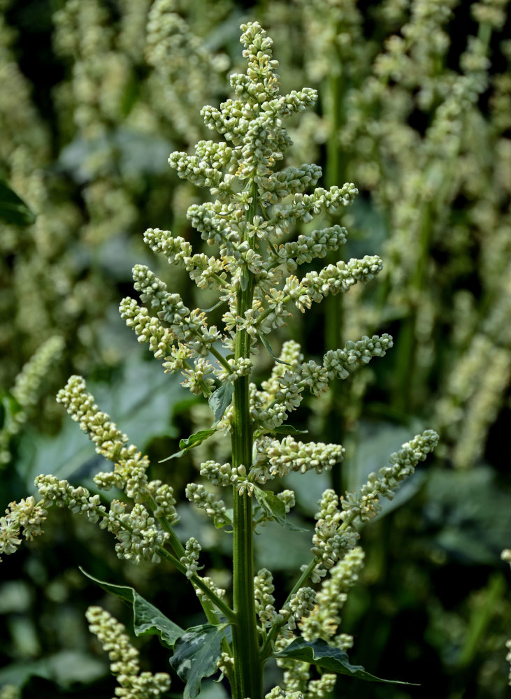 Image of Beta corolliflora specimen.