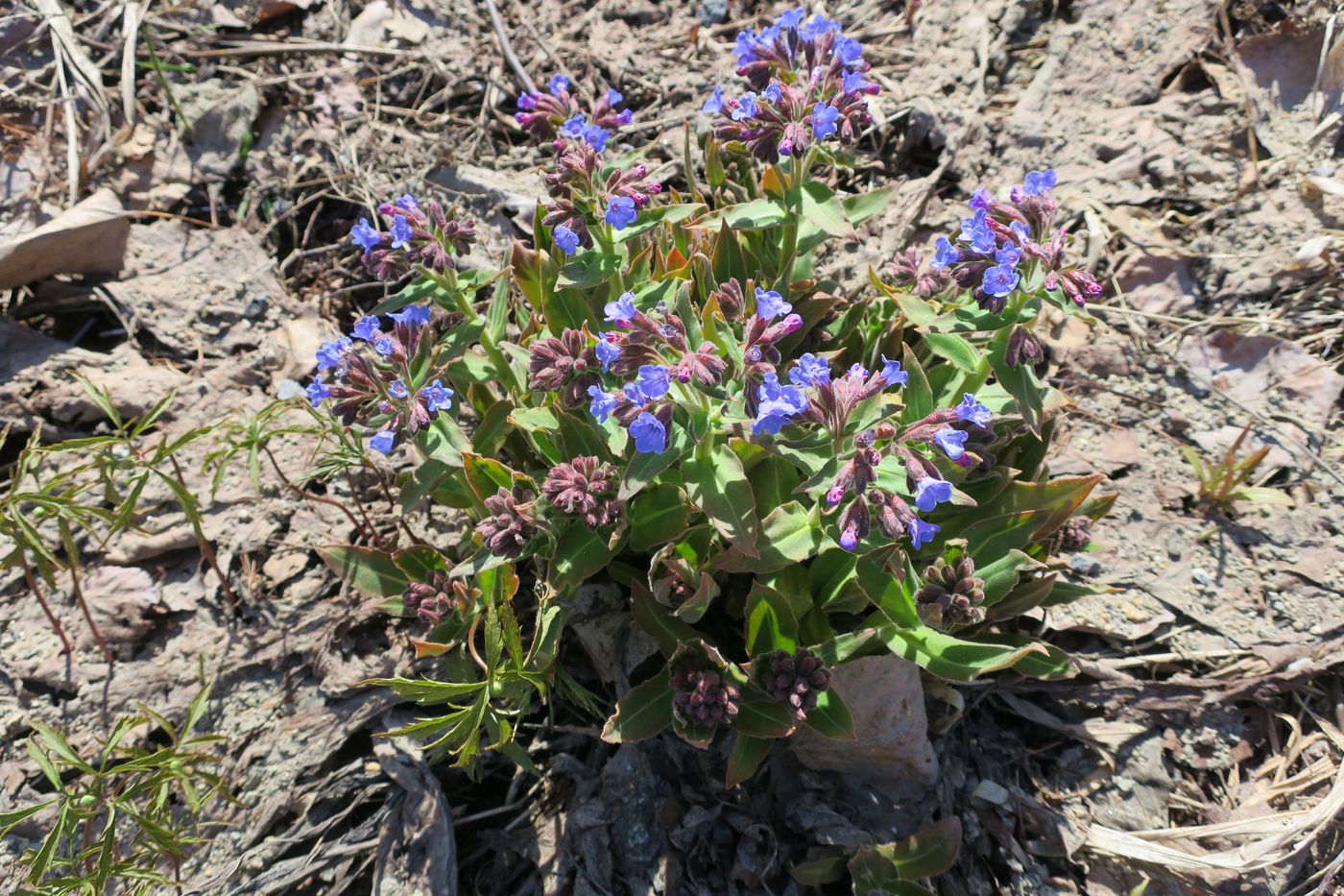 Изображение особи Pulmonaria mollis.