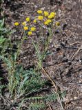 Tanacetum millefolium. Верхушка цветущего растения. Оренбургская обл., Кувандыкский гор. округ, Карагай-Губерлинское ущелье, сухой склон. 04.07.2023.