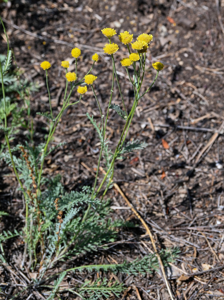 Image of Tanacetum millefolium specimen.