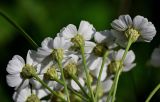 Achillea ptarmicifolia. Верхушки побегов с соцветиями. Чечня, Веденский р-н, берег оз. Кезенойам, ≈ 1800 м н.у.м., луговой склон. 25.07.2022.