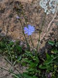 Cichorium intybus. Цветущее растение. Дагестан, Гунибский р-н, с. Гамсутль, ≈ 1400 м н.у.м., развалины каменной стены. 29.07.2022.