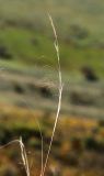 Stipa baicalensis