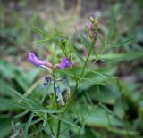 Astragalus arenarius. Часть побега с цветущим и бутонизирующими соцветиями. Пермский край, г. Пермь, Ленинский р-н, слабо задернованный луг. 18.06.2023.