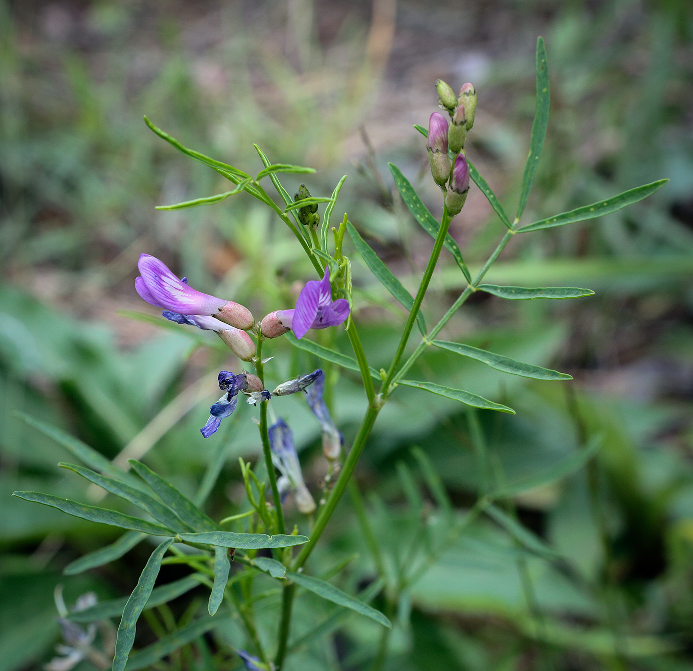 Image of Astragalus arenarius specimen.