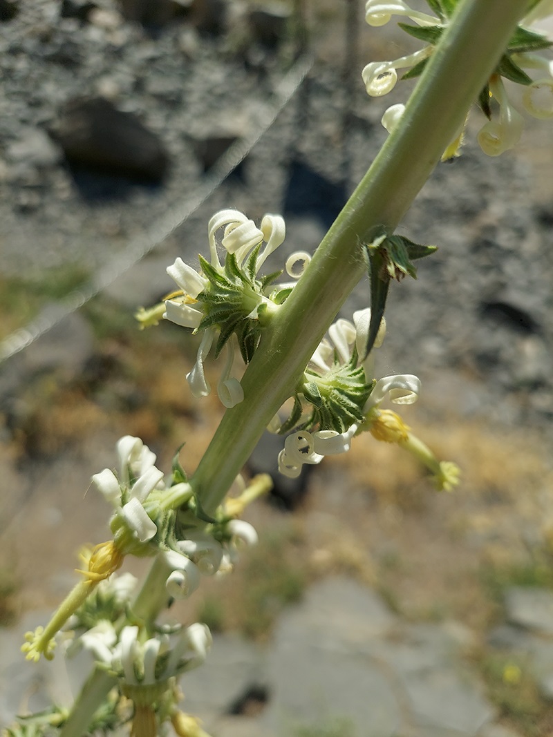 Image of Michauxia laevigata specimen.