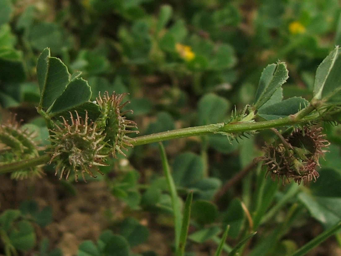 Image of Medicago denticulata specimen.