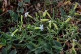 Oberna procumbens. Цветущее растение в сообществе с Convolvulus. Оренбургская обл., г. Орск, у дороги. 03.07.2023.