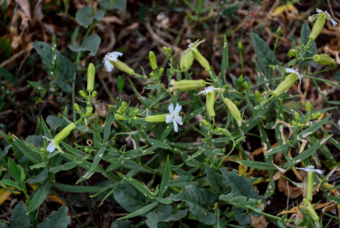 Image of Oberna procumbens specimen.