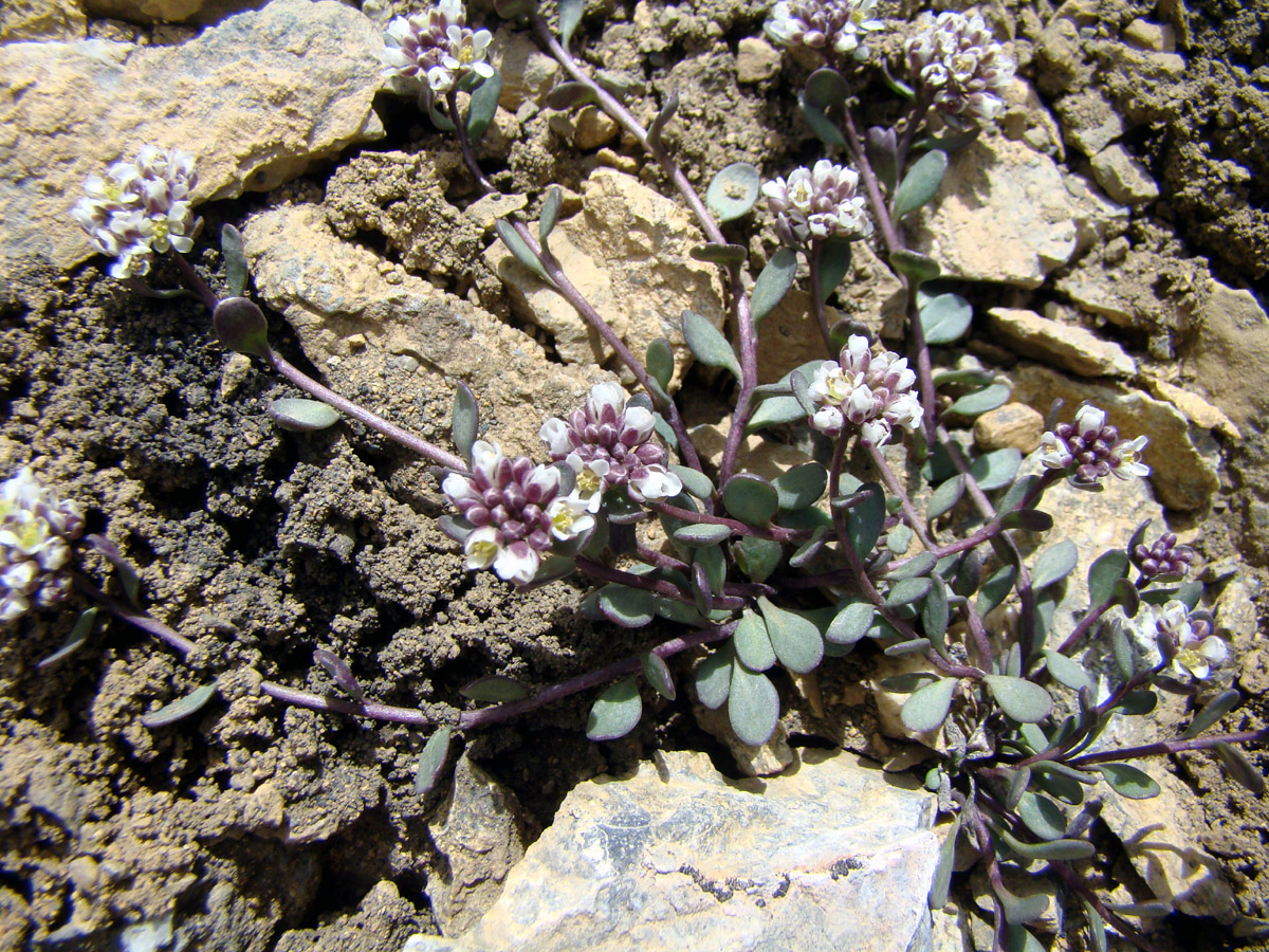Image of Didymophysa fedtschenkoana specimen.