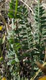 Oxytropis spicata