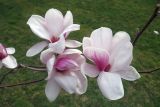Magnolia &times; soulangeana