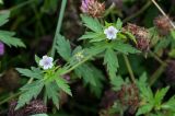 Geranium sibiricum. Верхушка цветущего растения. Сахалин, Корсаковский гор. округ, окр. с. Новиково, луговой склон. 15.08.2022.